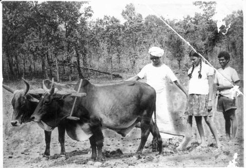 farming in 1970 with amba didi